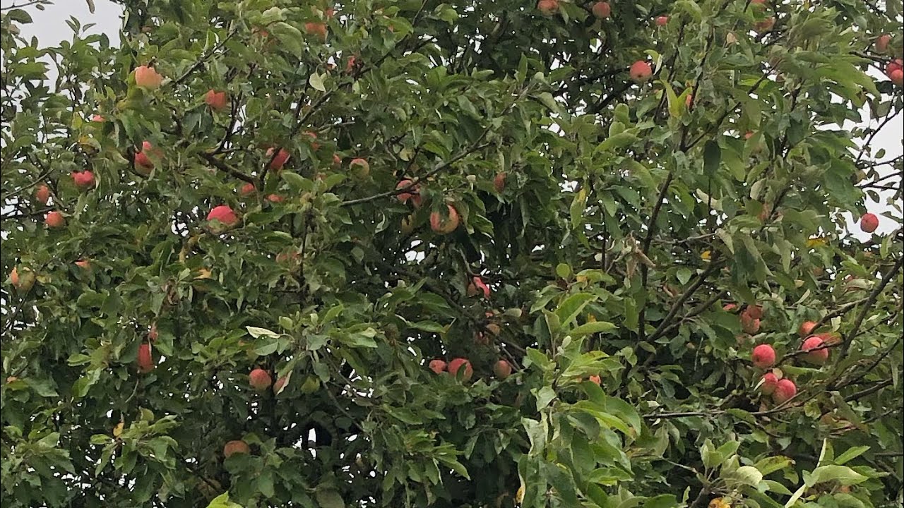 Wild Apples UK YouTube