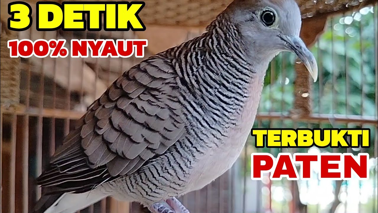 Pancingan Perkutut 3 DETIK 100% NYAUT Terbukti Paten