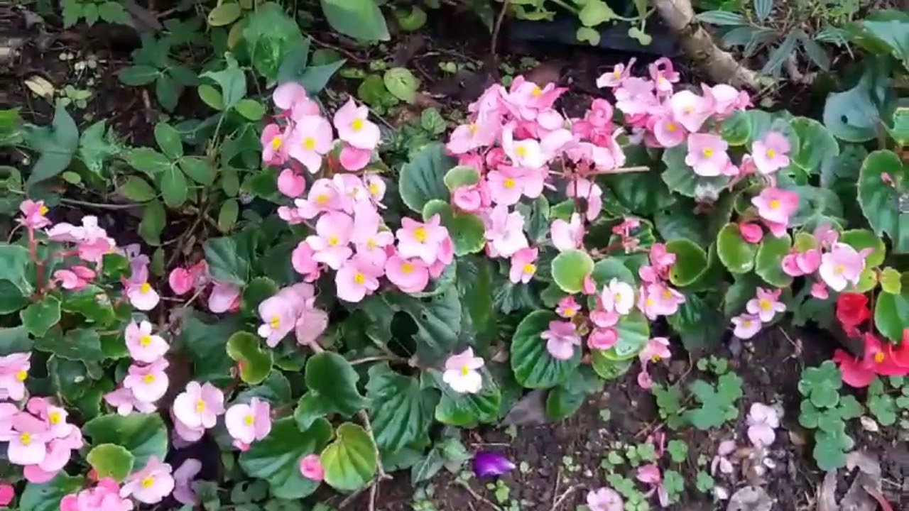 MeNANAM BUNGA 