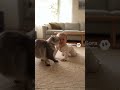 猫と遊びたい赤ちゃん | #shorts #animals #baby