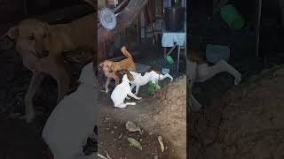 Askal dog #asmr #viralvideo