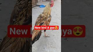 New Bird A gya😍/ Sharo ko nahela dia/ New vlog/ Mini faram #viralvideo #vlog #animal #animalstory