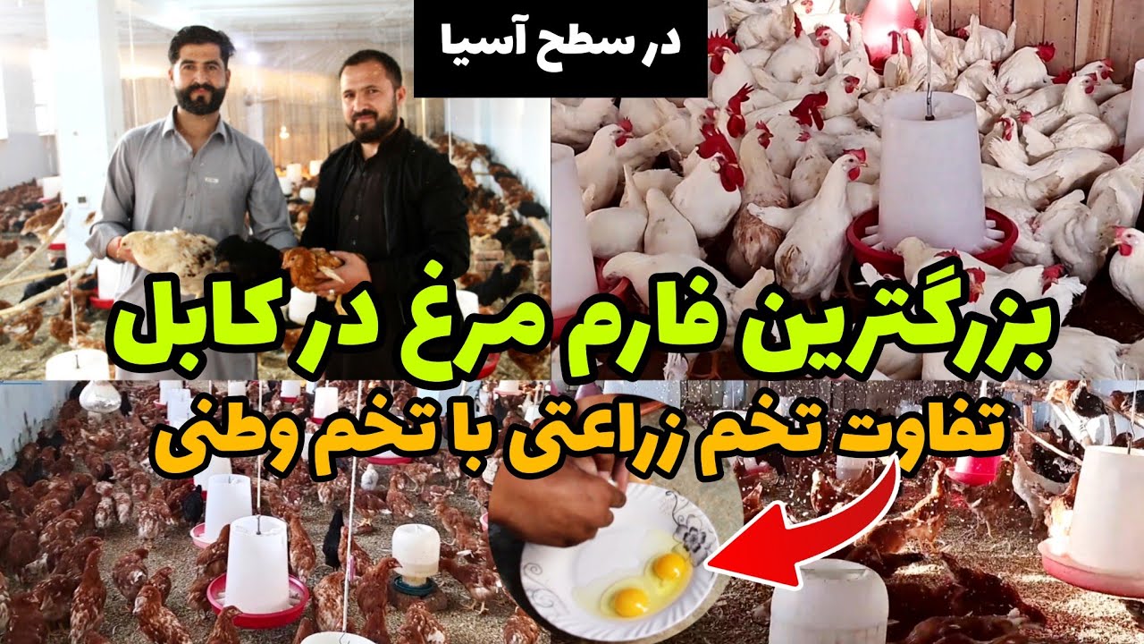 بزرگترین فارم مرغ تخمی در افغانستان - افغانستان بسوی خود کفایی / Egg chicken farm in Afghanistan