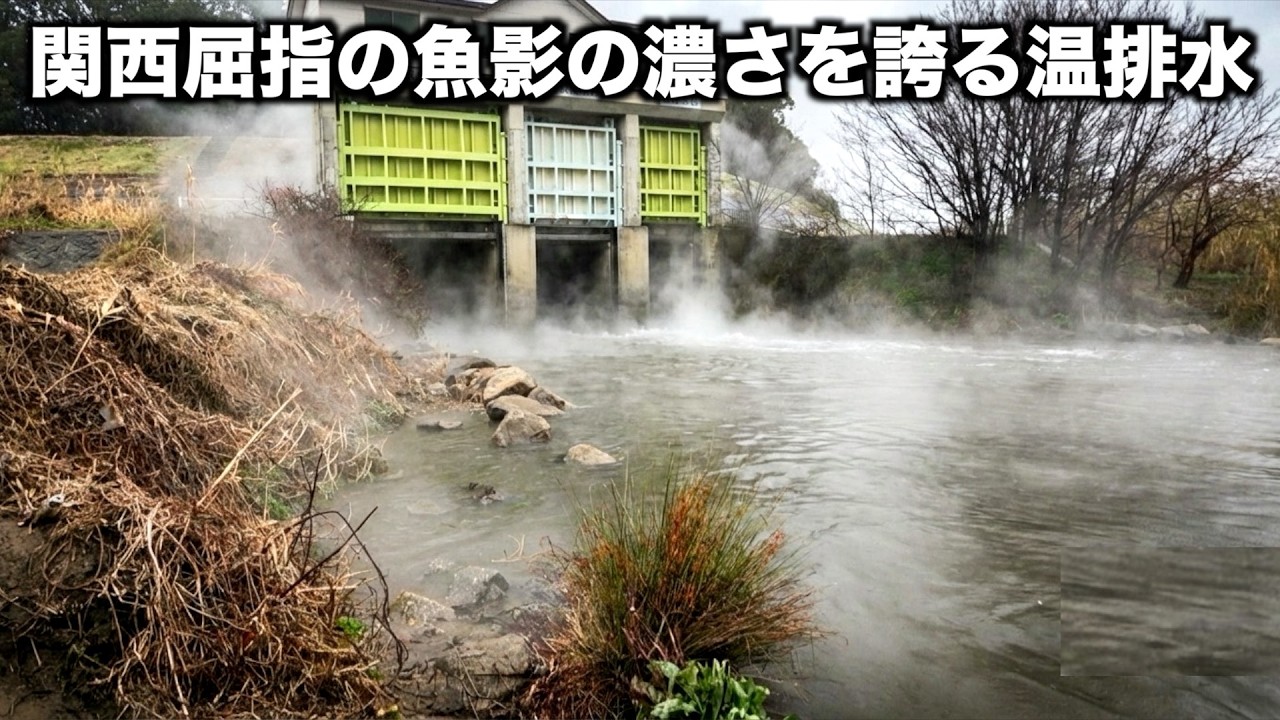 【温排水巡り】今年ロクマルも釣れている関西の大人気温排水ポイントを徹底調査！【大和川温排水】