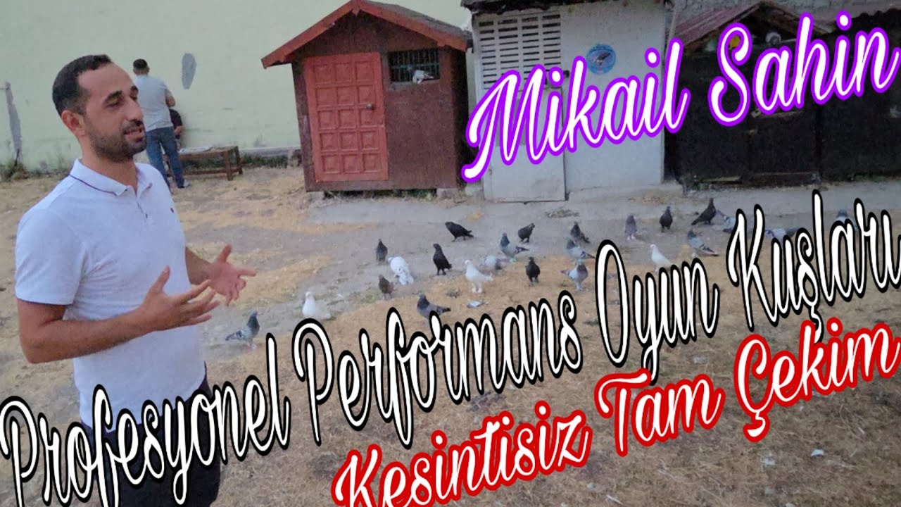 Profesyonel Performans Oyun Kuşu ve Seyisleri. Mikail Sahin. Körfez.