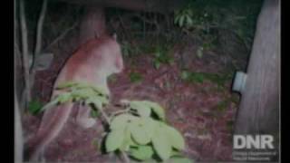 Mountain Lion spotted in Green County Cougar Sightings In Indiana