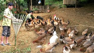 Using bamboo to make cages for wild chickens in Ly Tieu Bac