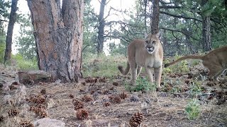 Mountain Lion Scrapes