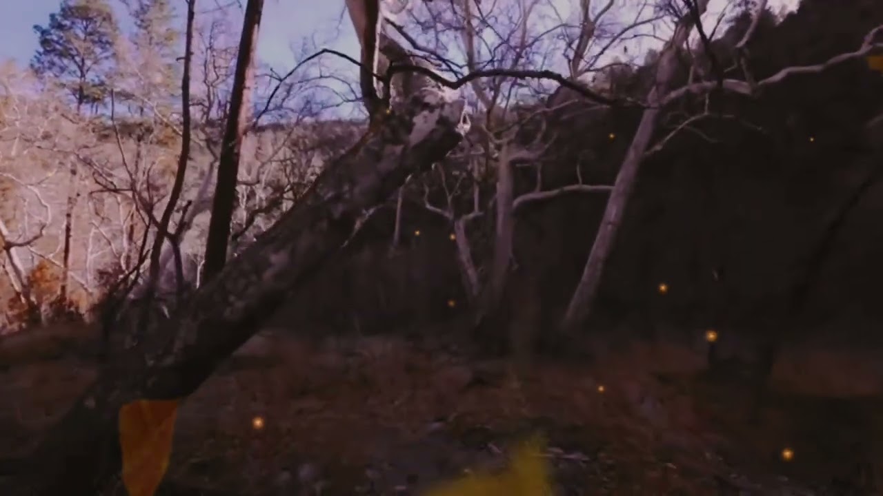 20 Minutes Walking Through the Woods 🌿 | Peaceful Nature Walk & Forest Sounds