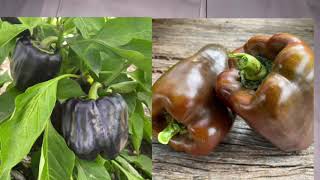 Seed unboxing, heirloom seeds, the diggers club 2022