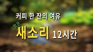 [Forest birds chirping Sound I White Noise] 12 Hour I Cafe I Study I Sooth a Baby by 힐링음악 - Healing Music 313,092 views 5 years ago 11 hours, 55 minutes