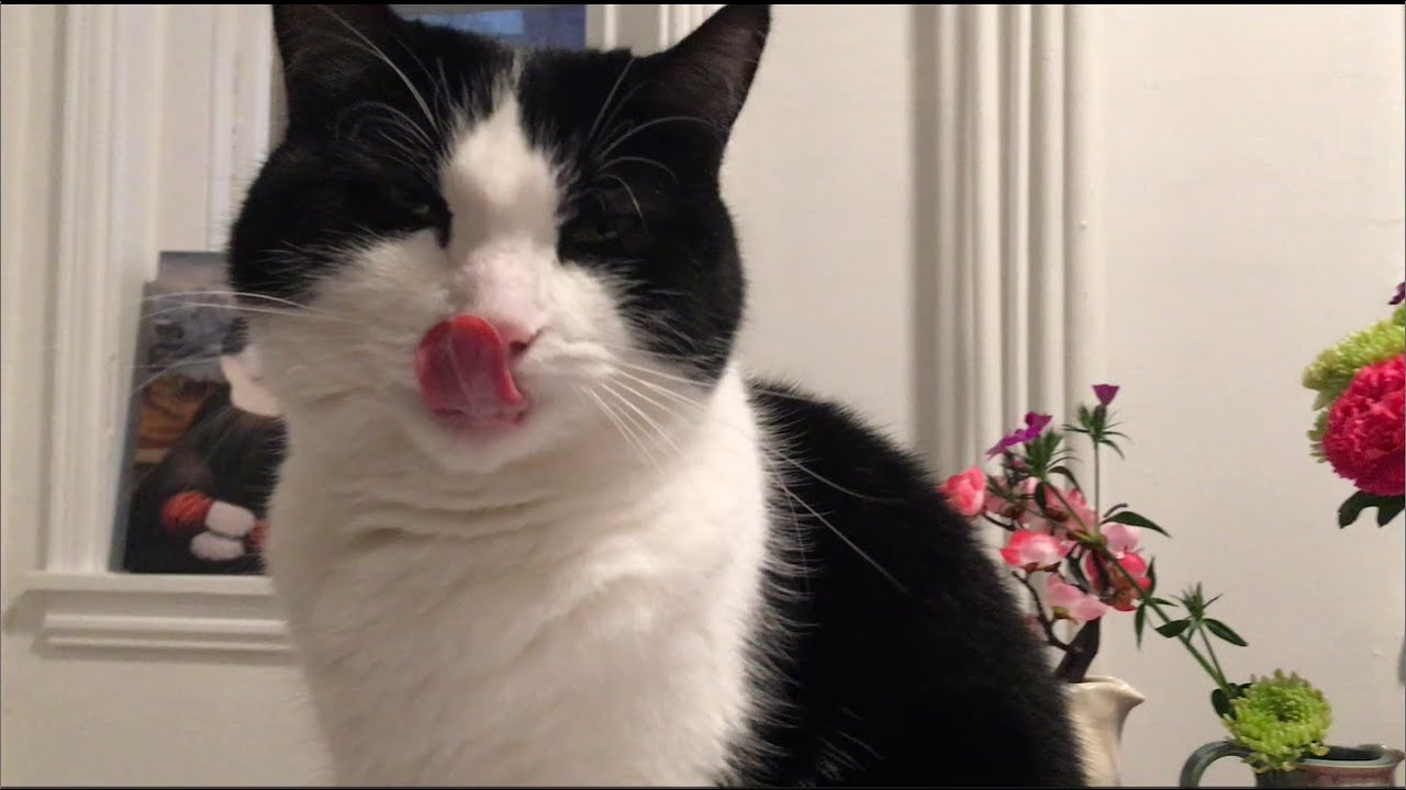 my-cat-cries-with-the-sorrowful-music-about-the-maternal-loss-and