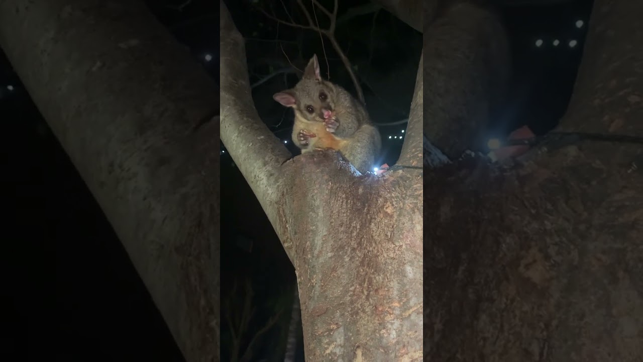 After dark food frenzy