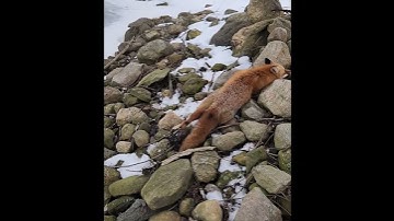 Fox On The Rocks ! #Trapping #RedFox#Coyotes