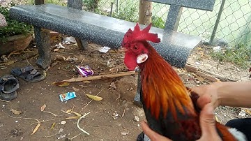 Qhia Pub tshuaj qaib Mob los ntswg thiab Mob caj Dab 23/32019