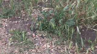 Botta's pocket gopher pulls a plant into the ground