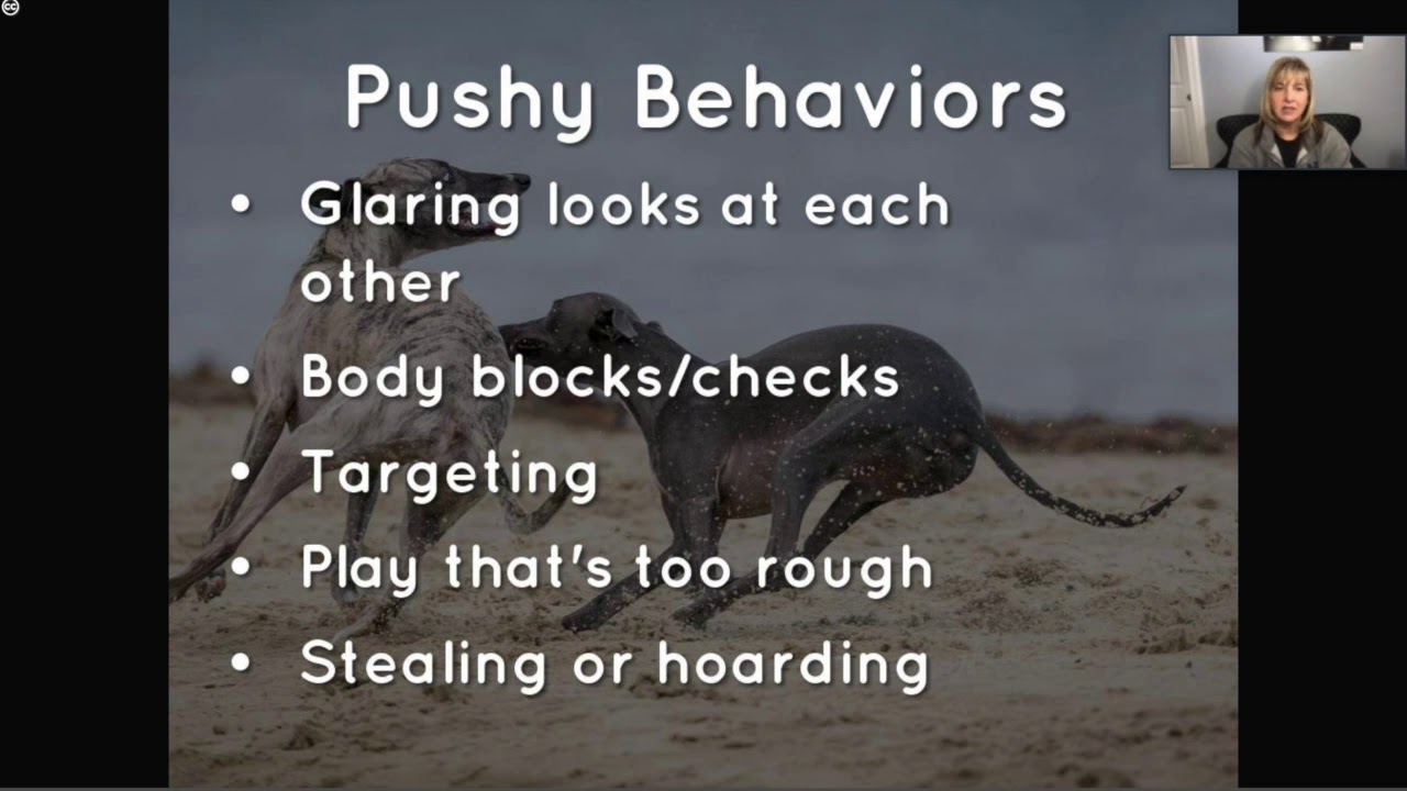 multi dog households