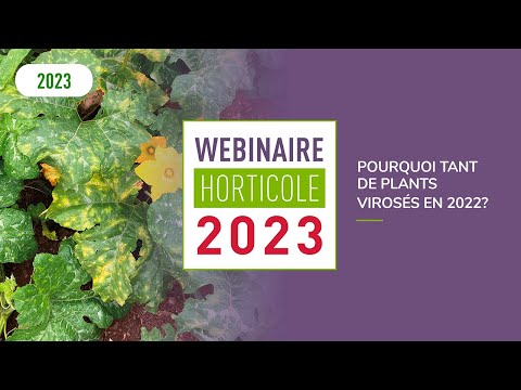 Vidéo: Virus de la mosaïque jaune de la citrouille - Contrôle du virus de la mosaïque dans les plantes de citrouille