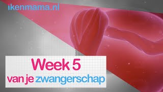 5 weken zwanger? Bekijk symptomen, informatie over de echo en je kindje | ikenmama.nl