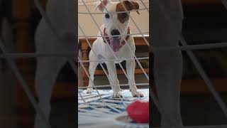 Puppy Barking at Home