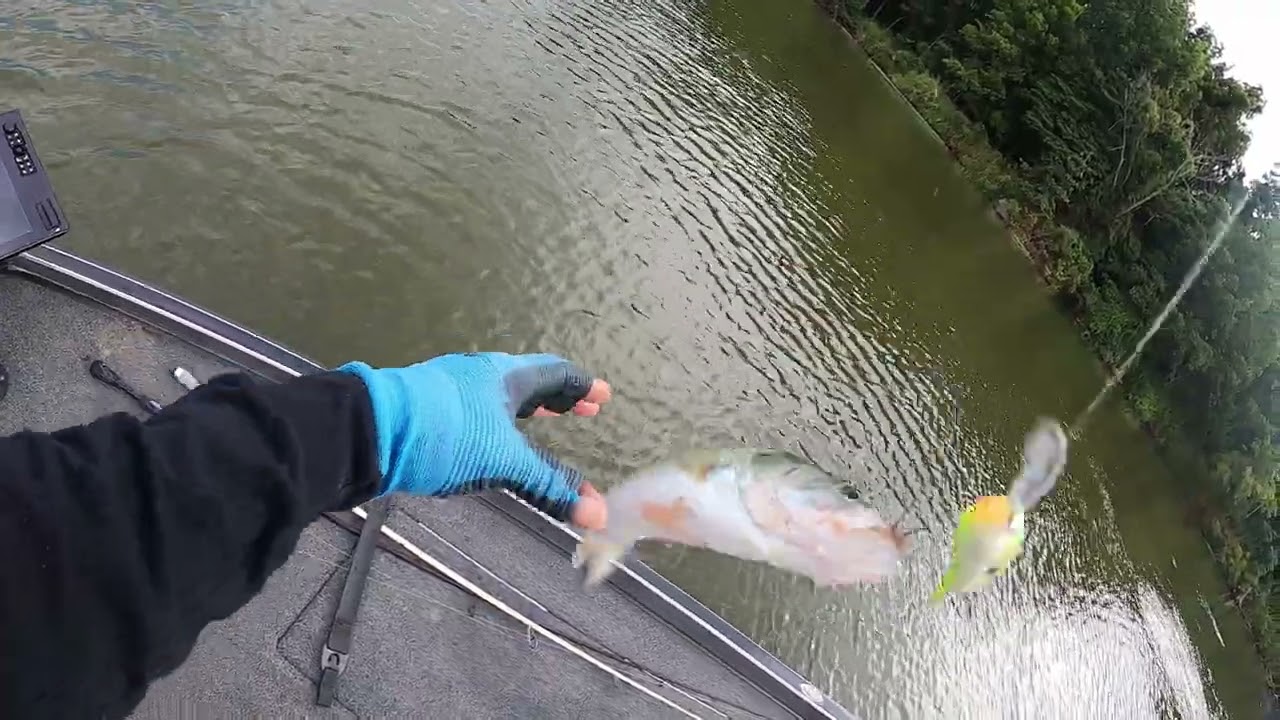 River Bass Fishing POV As If You Are Casting