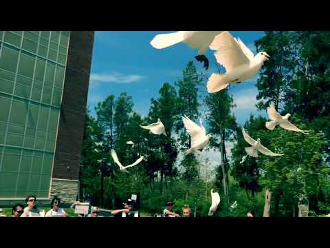 Evergreen Dove Release