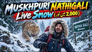 Mushkpuri Top Nathia Gali Pakistan Live Snowfall ❄️ Dangerous Winter Hike | Complete Guide & Cost