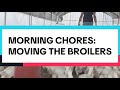 Morning Chores: Moving the Broilers