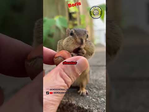 Video: Apakah tupai makan kacang buckeye?