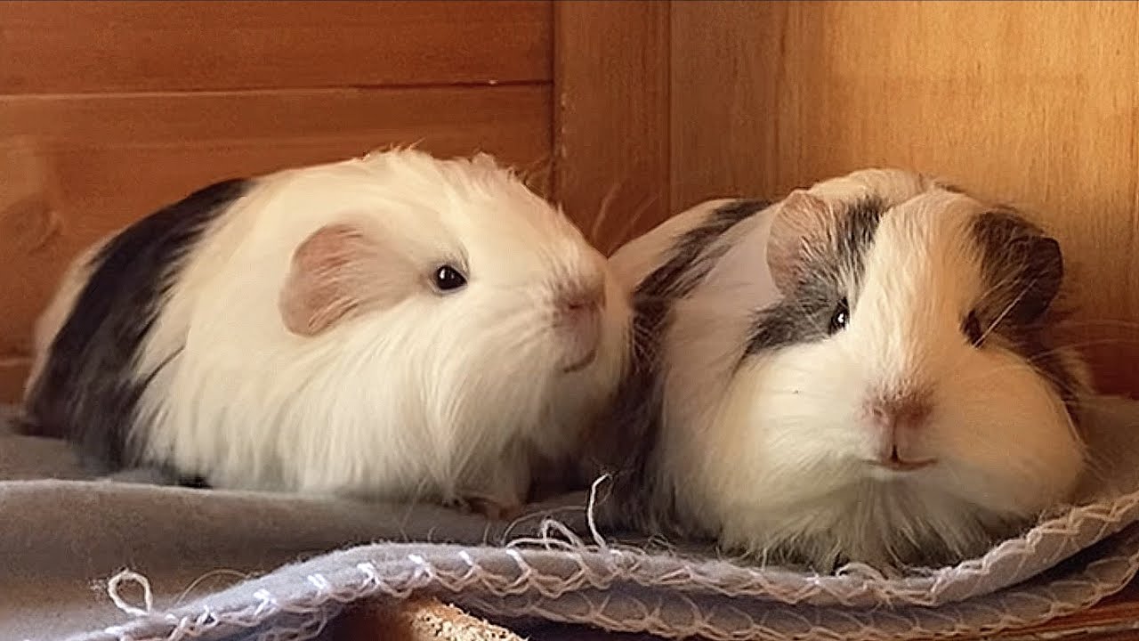 Cute baby Guinea pig brothers Pistachio and Pumpkin YouTube