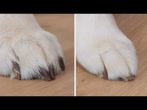 comment limer les ongles d un chien