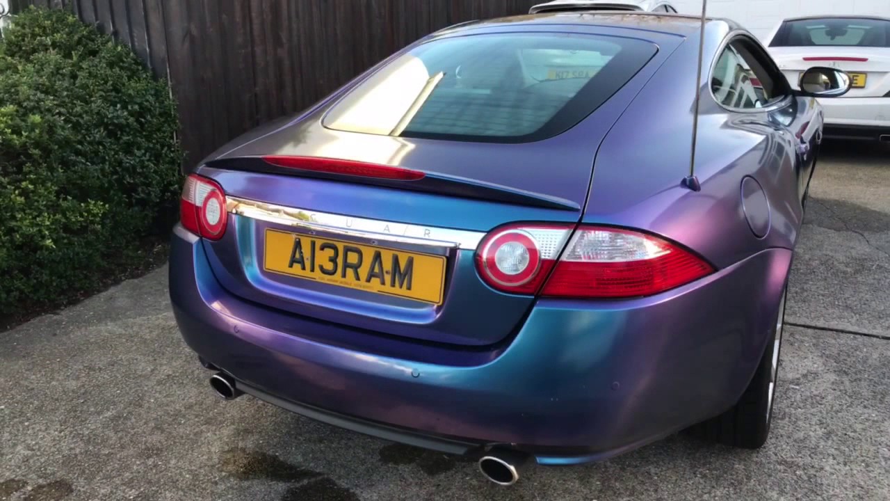 Хризантема jaguar purple