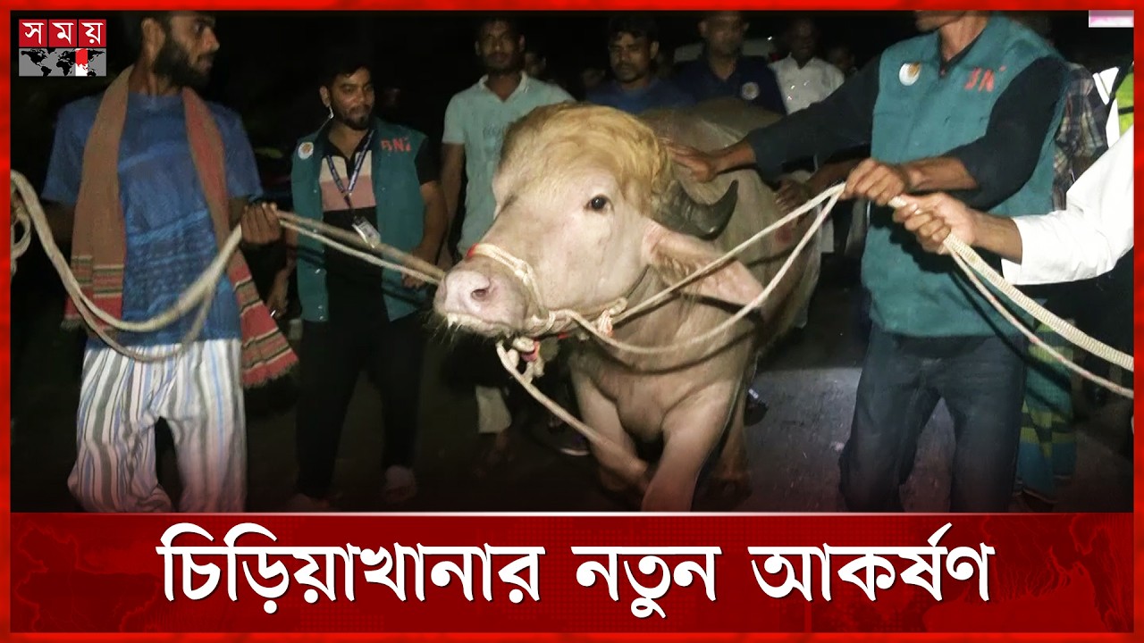বিরল প্রজাতির মহিষ ‘ডোনাল্ড ট্রাম্প’ এখন জাতীয় চিড়িয়াখানায় | Donald Trump | Buffalo | Somoy TV