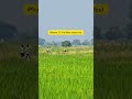 20x zoom test s25 ultra🤫#youtubeshort#viralvideo #ytshorts#s24ultra#zooming#s25ultravsiphone17zoom