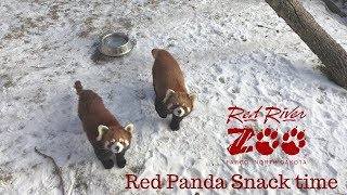 Red Panda mid-morning snack!