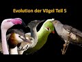 Evolution der Vögel 5: Flamingos, Taucher, Trappen, Turakos und Kuckucke (+ Brutparasitismus)