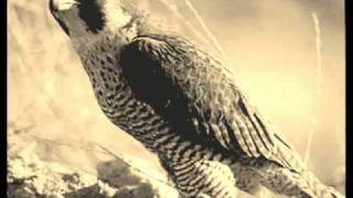 Video thumbnail of "halcones del norte/ a mil x hora"