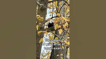 this semester is nuts #iwu #wildcats #squirrel #college