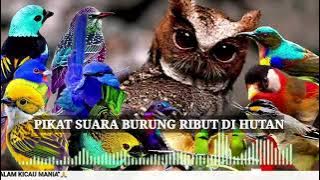 Pemanggil Burung LIAR Suara PIKAT ini PALING AMPUH!