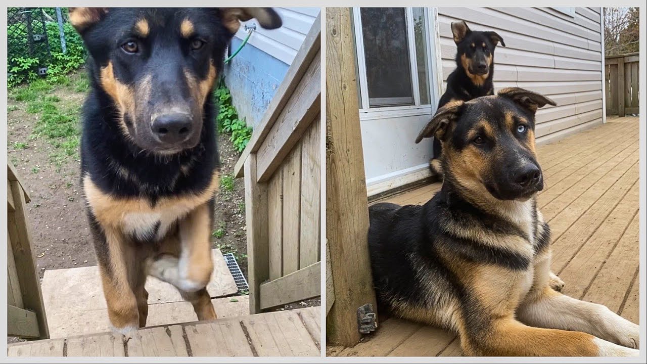 Our Hardest Day YET 5 Month Old Puppies Finally Realize They Had our-hardest-day-yet-5-month-old-puppies-finally-realize-they-had