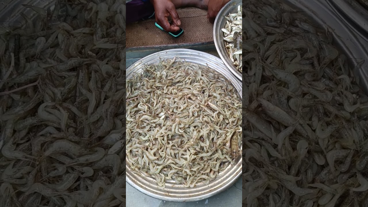 গোপাল পুর বাজার ফিস মার্কেট।# Robin vlogs 