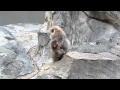 サル山:ダリアとリットル「毅然と戦うかあちゃん」(ニホンザル)/ Dahlia fighting with son on her back - DSCN6015
