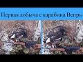 Первая добыча с моего Вепря