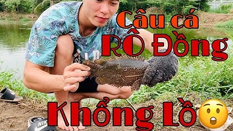Câu Cá RÔ ĐỒNG Siêu To nướng muối ớt - BaoBaoTV