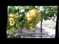 Сорт винограда Антоний Великий