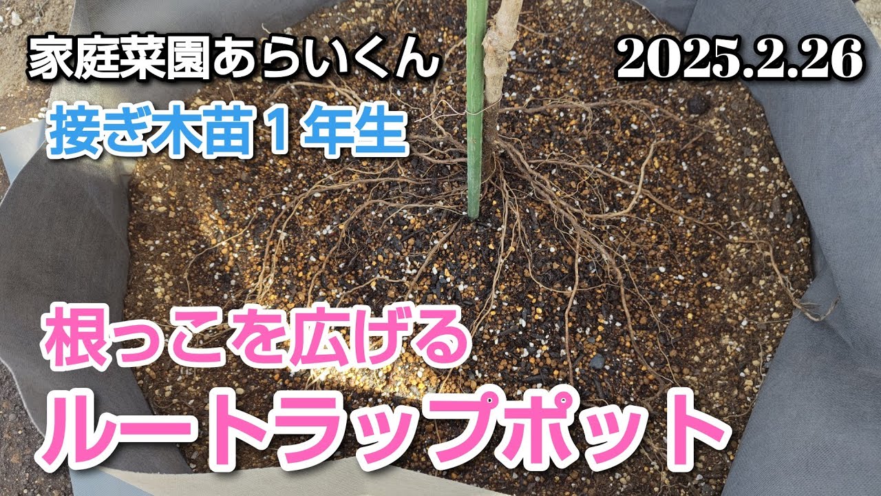 【サマーブラック】第１７２回、ルートラップポッドで育てる接ぎ木苗栽培【家庭菜園】