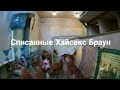 Купили списанных Хайсекс браун на птицефабрике.