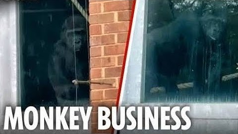 Urban Explorers Find ‘World’s Loneliest’ Gorillas Still Trapped in Abandoned UK Zoo 😱🐒