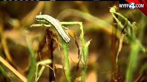 Army Worm Invades Upstate