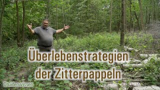 Überlebenstrategien der Zitterpappeln